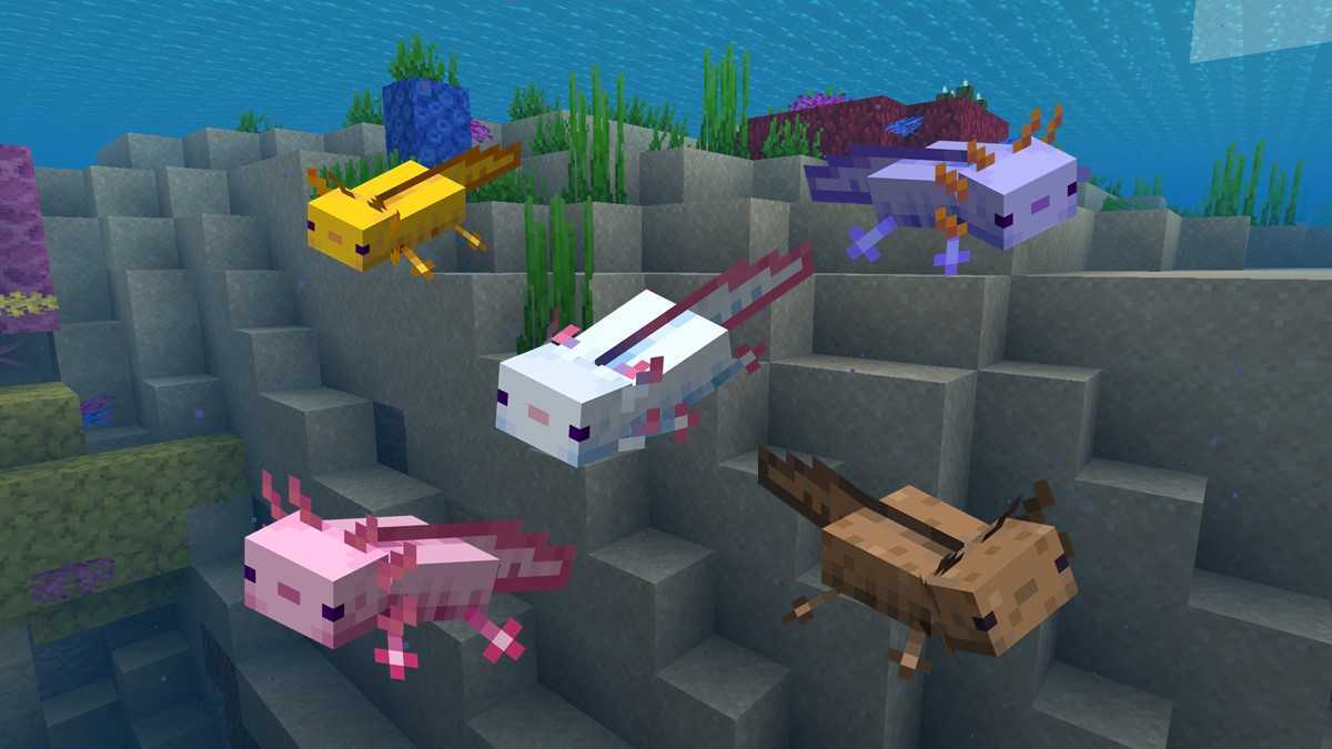 Axolotls 在minecraft 中会掉落什么