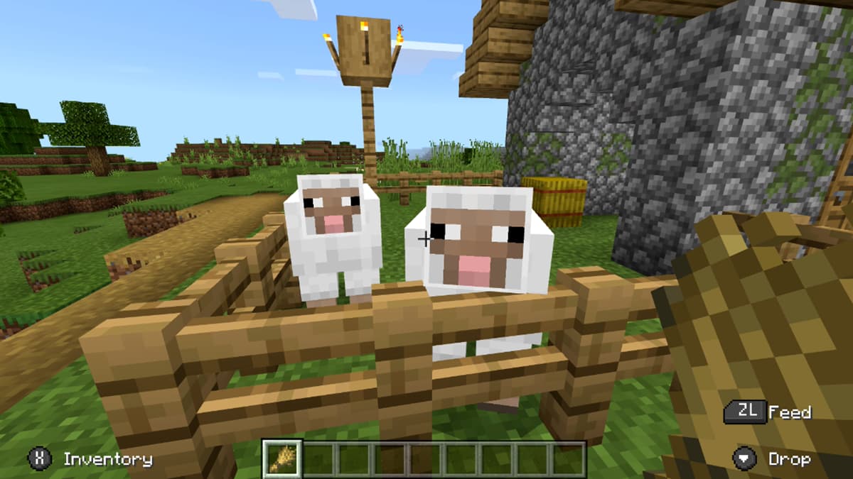 Minecraft中的羊吃什么